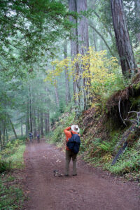 Sonoma Regional Parks led hike at Monte Rio Redwoods