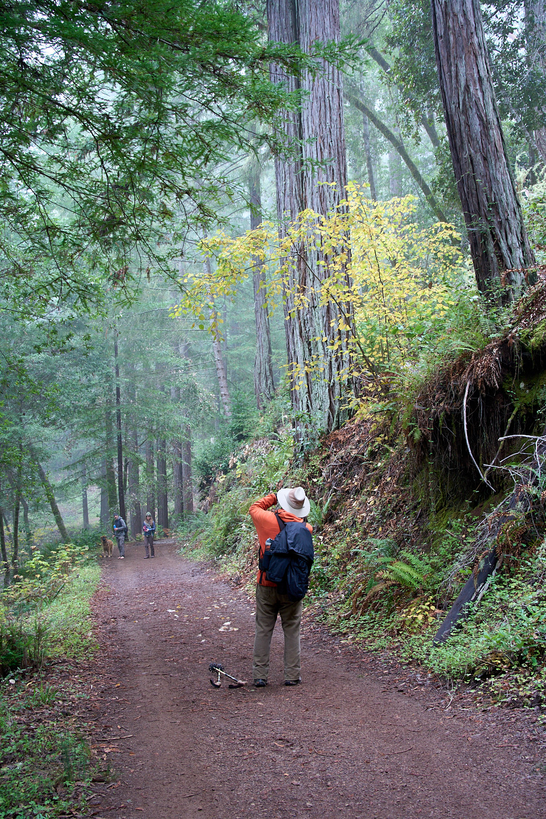 Sonoma Regional Parks led hike at Monte Rio Redwoods